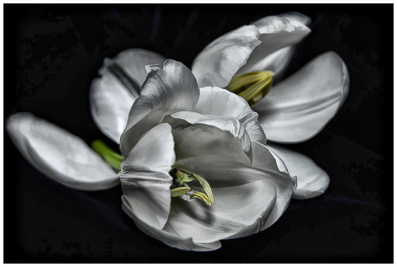 Tulip Cluster by Marlene